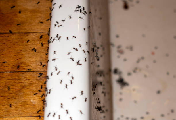 Best Pest Control Near Me in Sully Square, VA